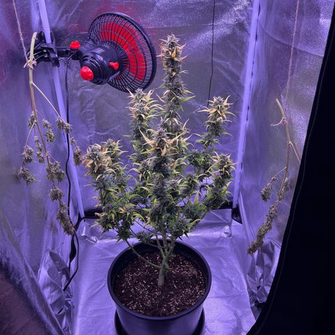 Rhino Ryder #1 growlog timeline photo