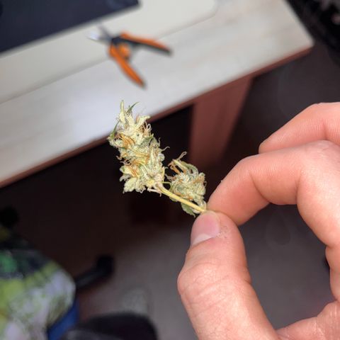Rhino Ryder #1 growlog timeline photo