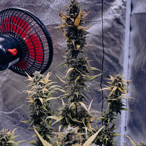 Rhino Ryder #1 growlog timeline photo