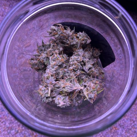 Rhino Ryder #1 growlog timeline photo