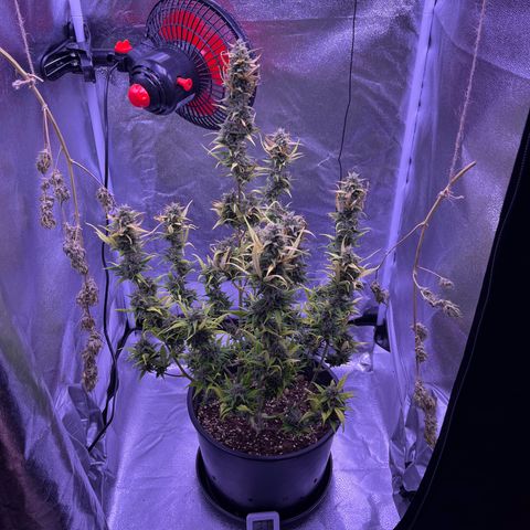 Rhino Ryder #1 growlog timeline photo
