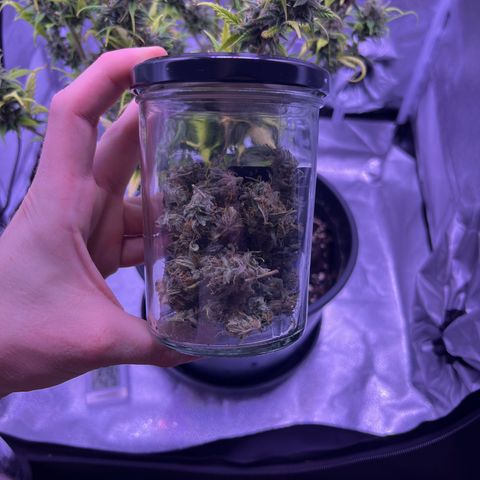 Rhino Ryder #1 growlog photo: 10 Gramm aus den zwei Trieben.

Bisschen bröselig obwohl Äste nohh CH nicht knacken, klebt im Grinder fest. Liegt wohl an der Temperatur und der feuchte.

Riecht erdig, fruchtig(Birne), Geschmack ebenso. Wirkung ist 1A. Super 