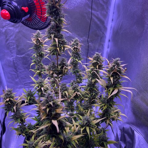 Rhino Ryder #1 growlog timeline photo