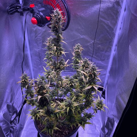 Rhino Ryder #1 growlog timeline photo