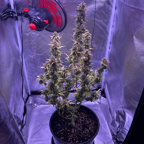 Rhino Ryder #1 growlog timeline photo