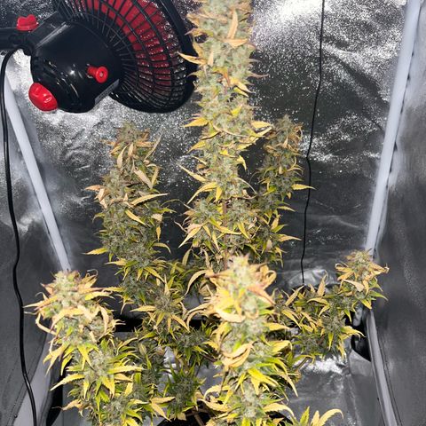 Rhino Ryder #1 growlog timeline photo