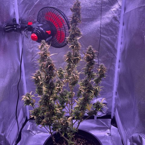 Rhino Ryder #1 growlog timeline photo