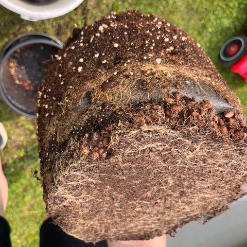 Rhino Ryder #1 growlog timeline photo