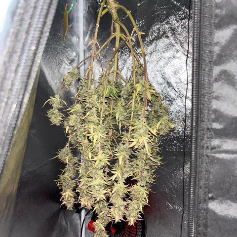 Rhino Ryder #1 growlog timeline photo