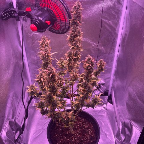 Rhino Ryder #1 growlog timeline photo