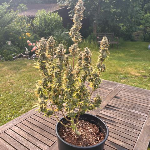 Rhino Ryder #1 growlog timeline photo