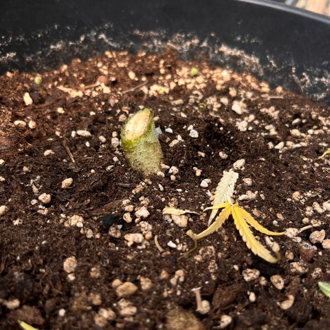 Rhino Ryder #1 growlog timeline photo