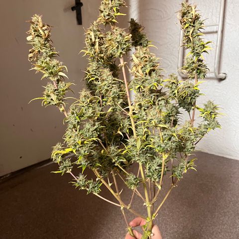 Rhino Ryder #1 growlog timeline photo