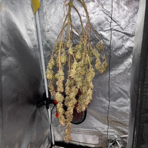 Rhino Ryder #1 growlog timeline photo