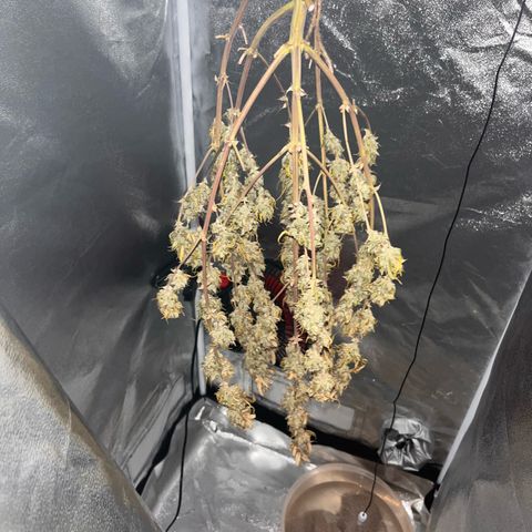 Rhino Ryder #1 growlog timeline photo