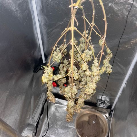 Rhino Ryder #1 growlog timeline photo