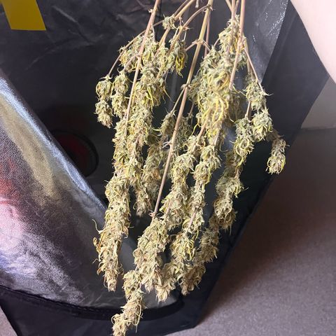 Rhino Ryder #1 growlog timeline photo