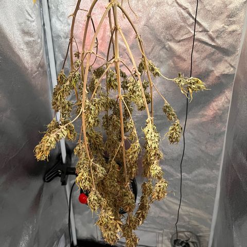 Rhino Ryder #1 growlog timeline photo