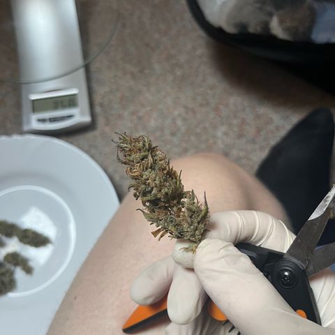 Rhino Ryder #1 growlog timeline photo
