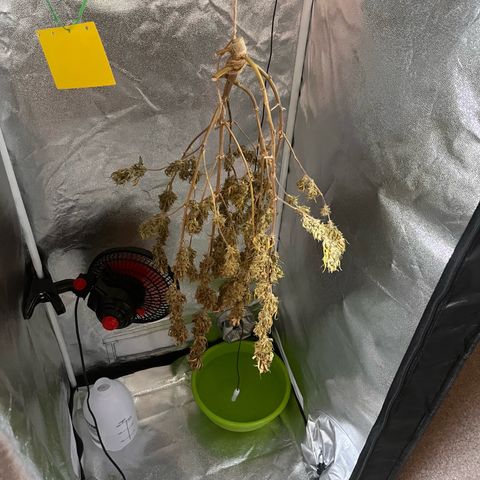 Rhino Ryder #1 growlog timeline photo
