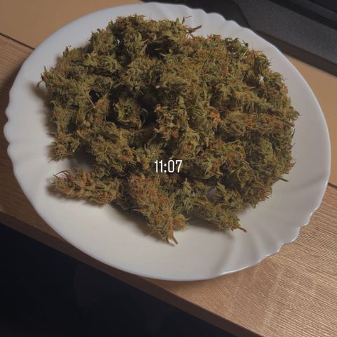 Rhino Ryder #1 growlog timeline photo