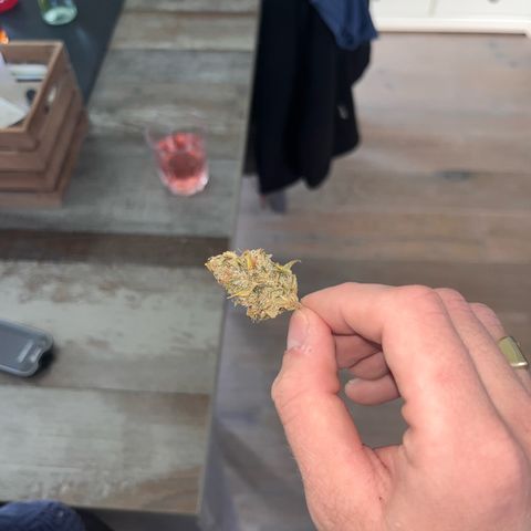 Rhino Ryder #1 growlog timeline photo