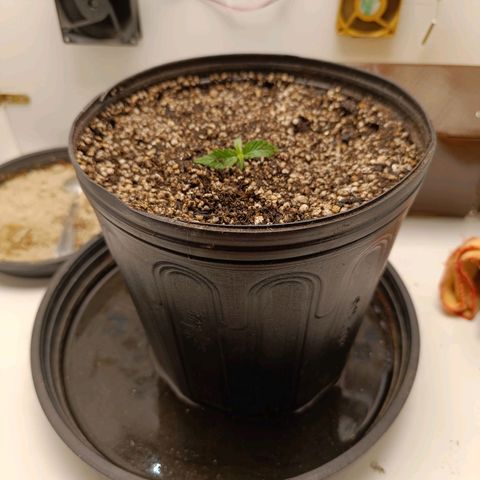 Tropicana Punch growlog timeline photo