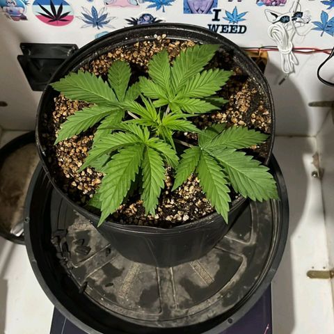 Tropicana Punch growlog timeline photo