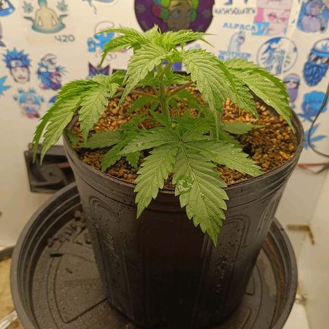 Tropicana Punch growlog timeline photo