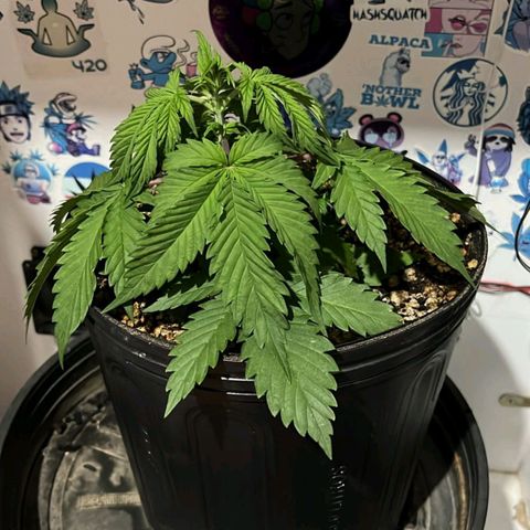 Tropicana Punch growlog timeline photo