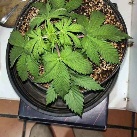 Tropicana Punch growlog timeline photo
