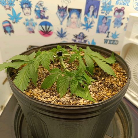 Tropicana Punch growlog timeline photo