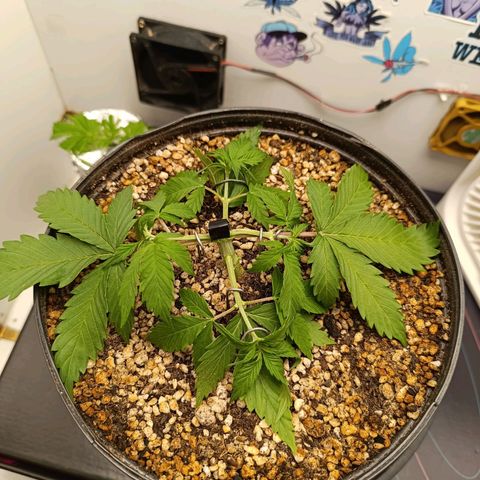 Tropicana Punch growlog timeline photo