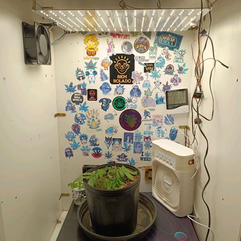 Tropicana Punch growlog timeline photo