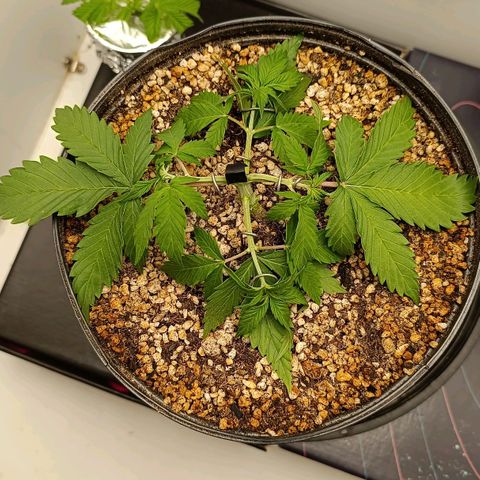 Tropicana Punch growlog timeline photo