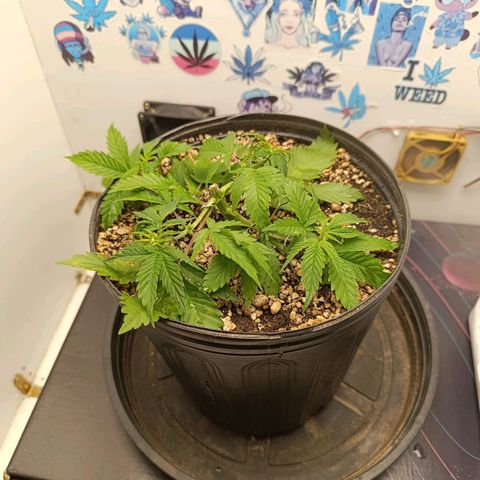 Tropicana Punch growlog timeline photo