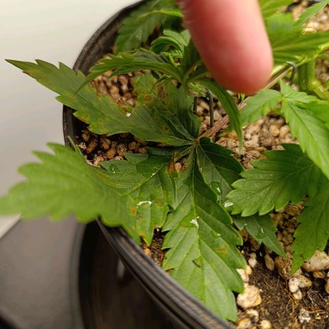 Tropicana Punch growlog timeline photo