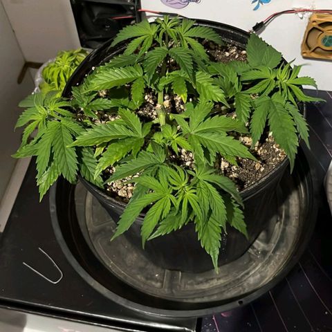 Tropicana Punch growlog timeline photo