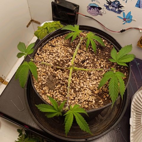 Tropicana Punch growlog timeline photo