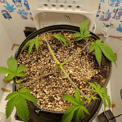 Tropicana Punch growlog timeline photo