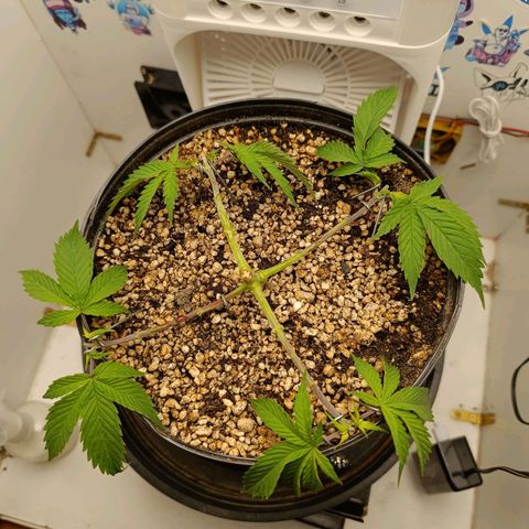 Tropicana Punch growlog timeline photo