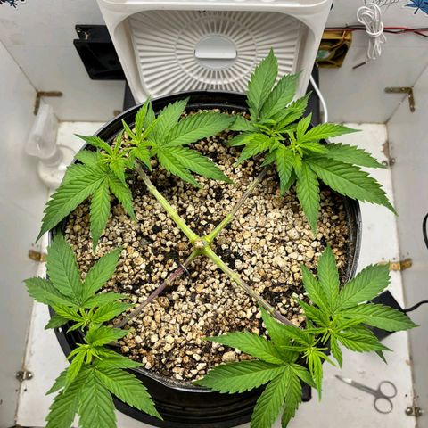 Tropicana Punch growlog timeline photo