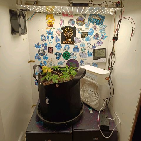 Tropicana Punch growlog timeline photo