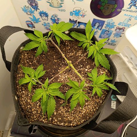 Tropicana Punch growlog timeline photo
