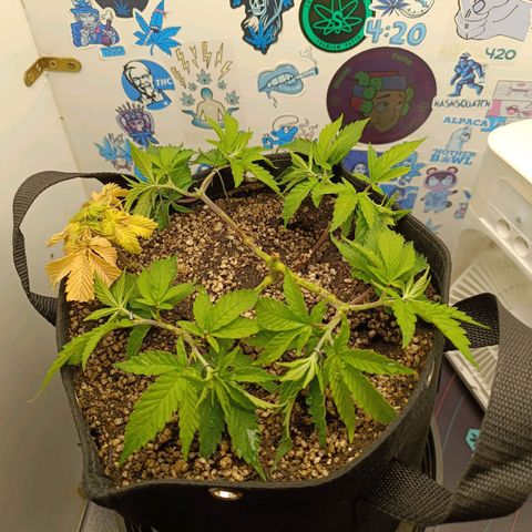 Tropicana Punch growlog timeline photo
