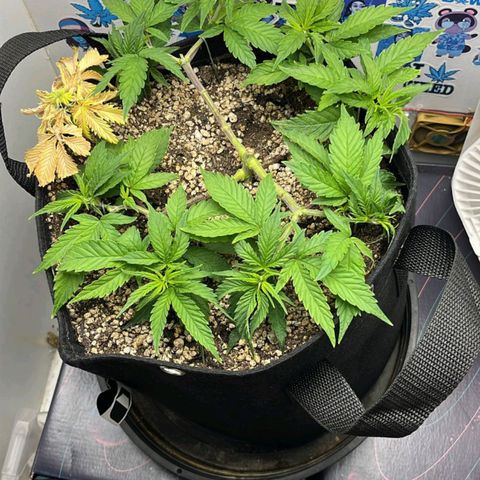 Tropicana Punch growlog timeline photo