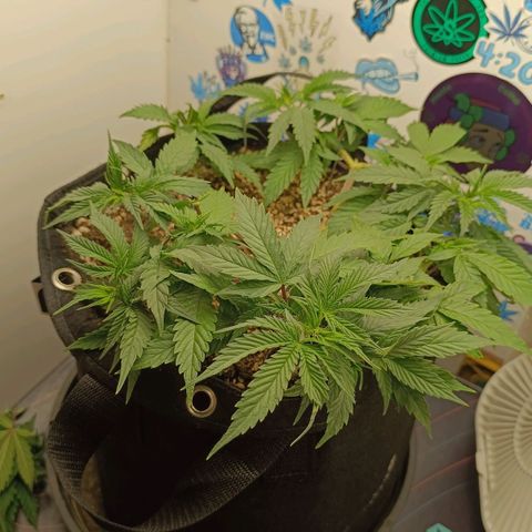 Tropicana Punch growlog photo: Antes da poda