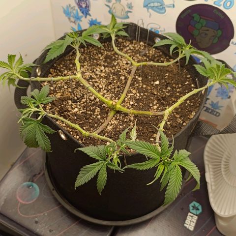 Tropicana Punch growlog photo: Após a poda
