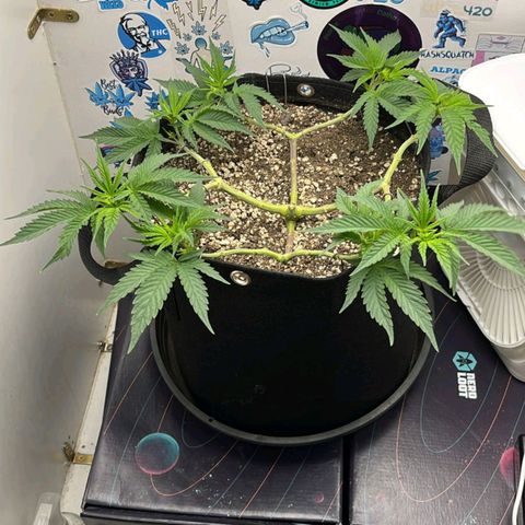Tropicana Punch growlog timeline photo