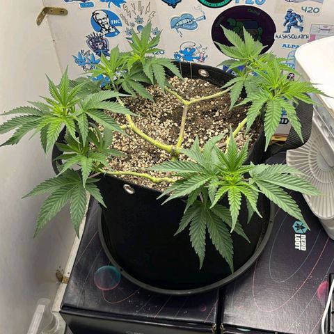 Tropicana Punch growlog timeline photo